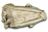 Fossil Oreodont (Leptauchenia) Skull - South Dakota #284206-7